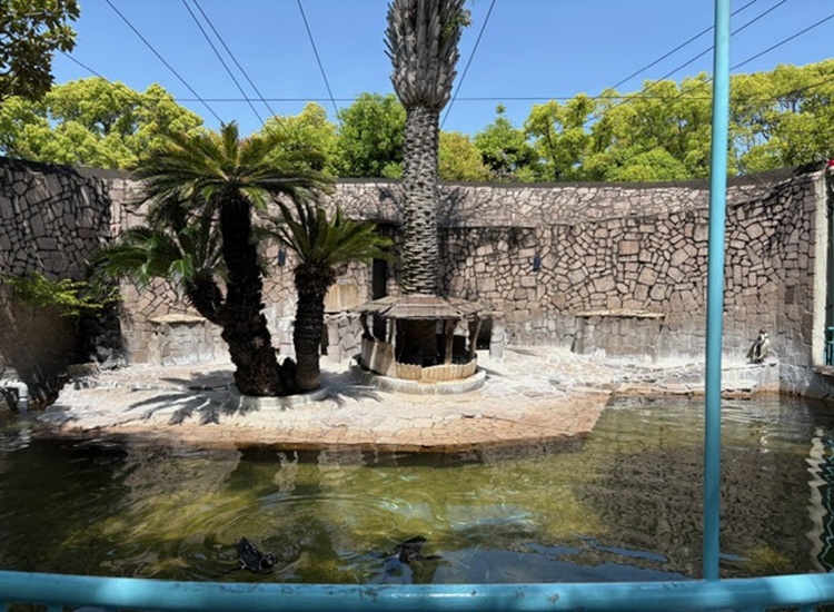 江戸川区自然動物園ペンギン